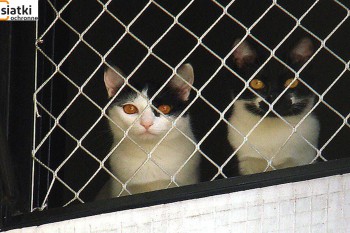 Siatki Syców - Siatka balkonowa – zabezpieczenie dla kota dla terenu sycowskiego